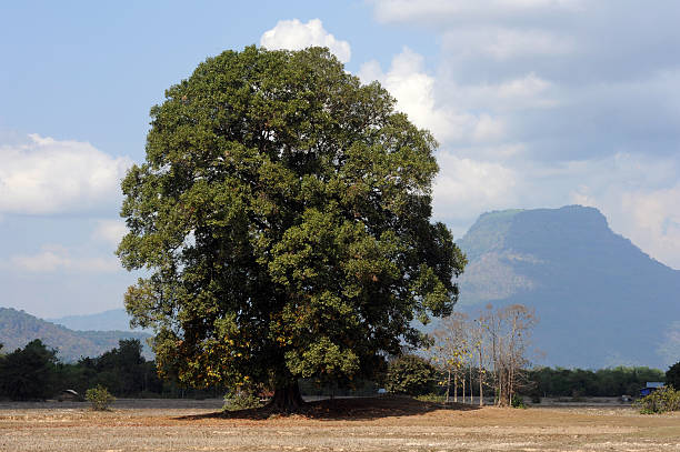 istock Rural scene at Champasak 178032764
