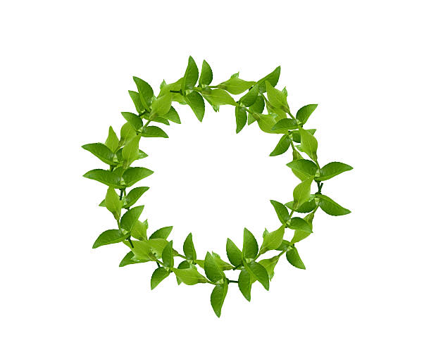 istock Wreath from Green leaves 178032790