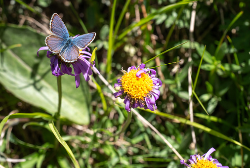 Silver-studded Blue Butterfly (Plebejus argus)  perched on daisy in Swiss Alps