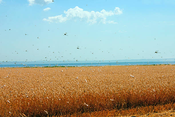 Swarm of locusts in wheat field