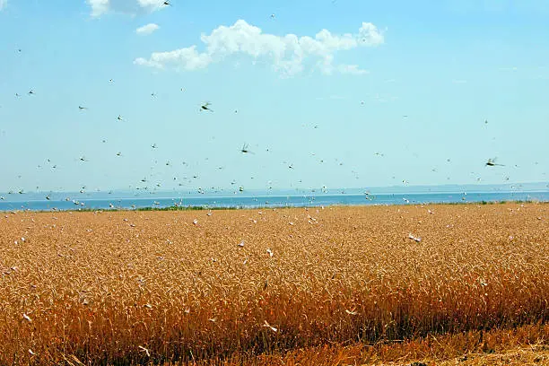 Photo of Swarm of locusts in wheat field