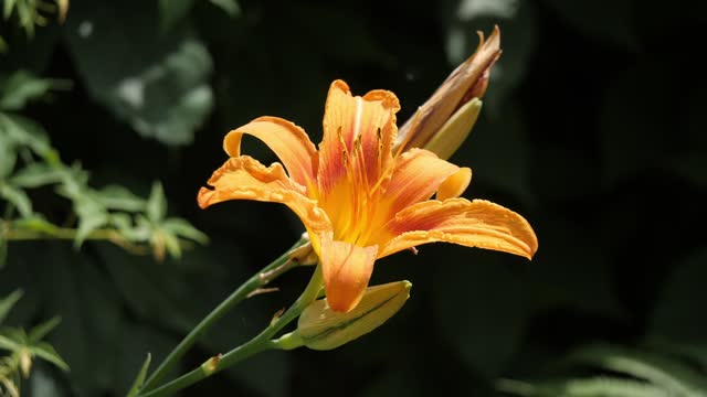 Orange daylily in the wind in a park.