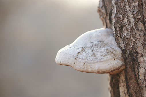 Horizontal shot of mushroom tinder fungus on a tree close up on gray background. Background in blur.