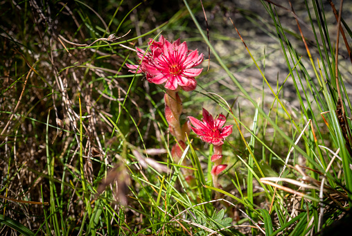 Alpine flower Sempervivum arachnoideum , houseleek, Swiss Alps, Succulent plant.
