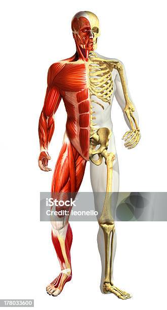 castigo Proponer Respecto a Anatomía Ilustración De Hombre Con La Mitad De Los Esqueletos Y  Representaciones Muscular Foto de stock y más banco de imágenes de Anatomía  - iStock