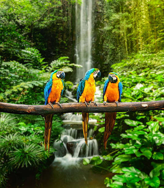 синий и желтый ара - nature animal bird branch стоковые фото и изображения