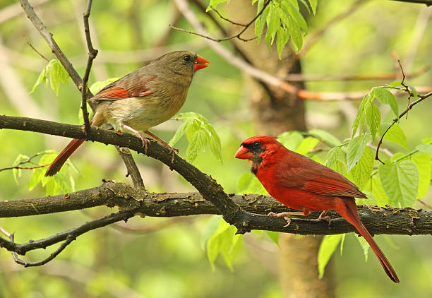 Two Cardinals in a Tree Male and female northern cardinal, Cardinalis cardinalis, perched on a tree branch female cardinal bird stock pictures, royalty-free photos & images