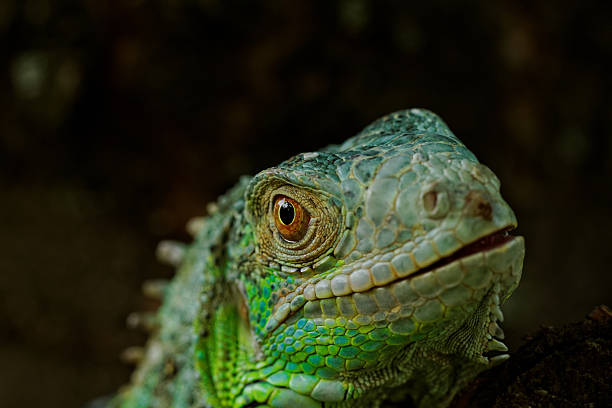 istock portrait about a green iguana 178034735