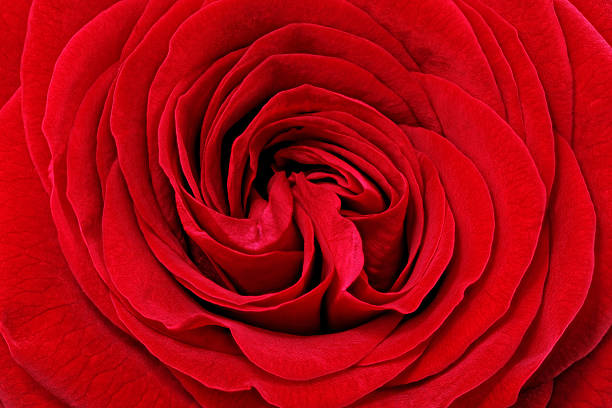 istock Beautiful red  rose flower. Closeup. 178034889