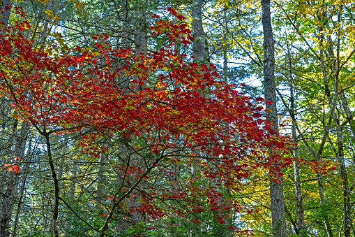 Trees with fall foliage at HO Cook State Forest in Colrain, Massachusetts