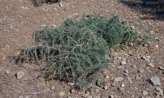 Asparagus albus. Photo taken in the Tabarca Island, province of Alicante, Spain