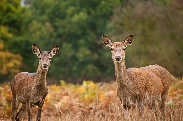 istock Red deer female does in Autumn Fall forest 178034907