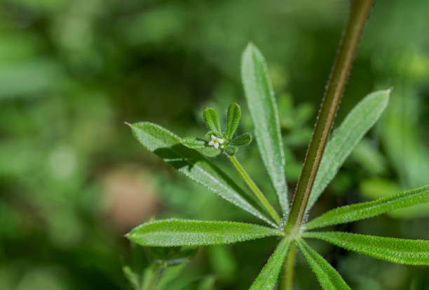Cleavers, Galium aparine. It is an annual plant of the family Rubiaceae. Photo taken in Ciudad Real province, Spain