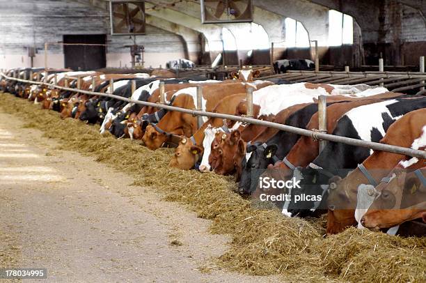 Cows Feeding In Large Cowshed Stock Photo - Download Image Now - Domestic Cattle, Trough, Barn