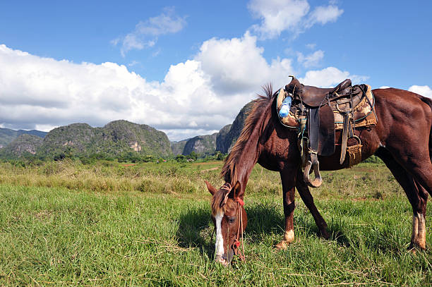 istock Grazing horse, Vale de Vinales, Cuba 178035075