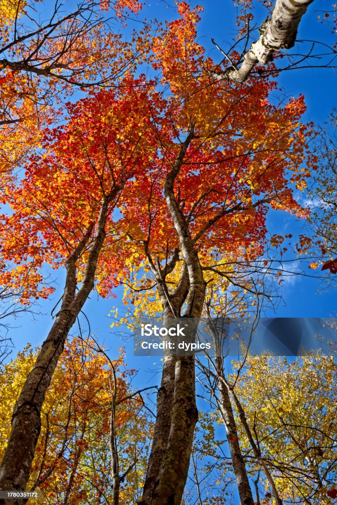 Fall Look In Tree Trees With Fall Foliage Stock Photo - Download Image Now - Autumn ...
