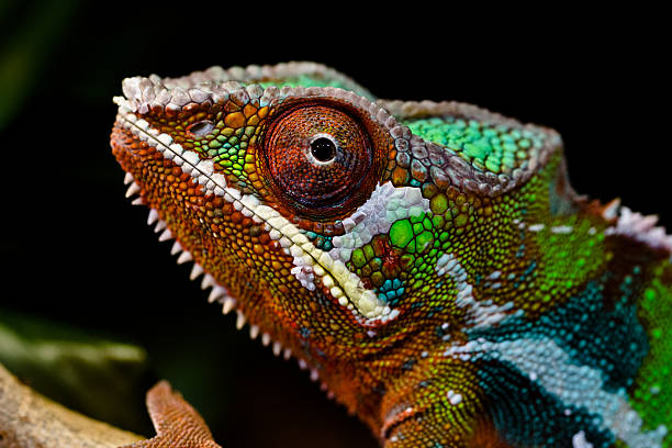 istock Panther Chamaeleon / Furcifer Pardalis 178035207