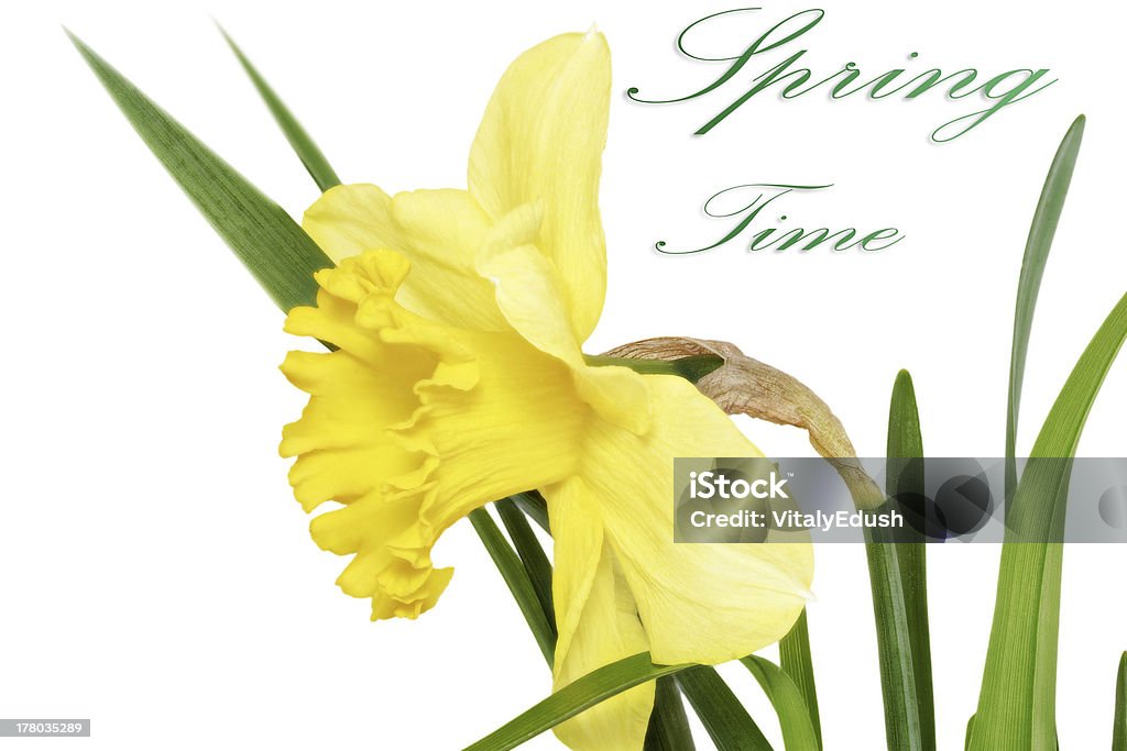 Beau printemps fleurs simples: Jaune jonquille Narcisse () - Photo de Arbre en fleurs libre de droits