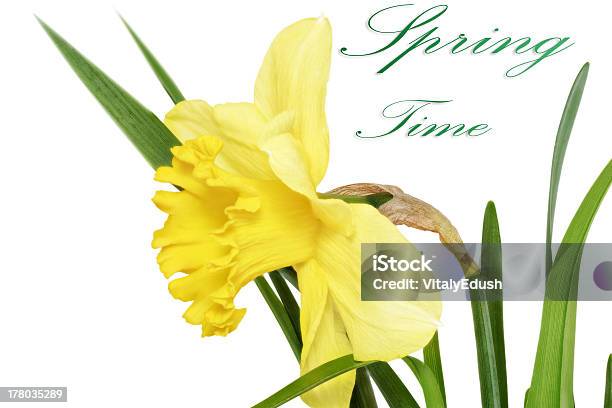 花の美しい春のシングル 黄色 Narcissus ダファデル - おしべのストックフォトや画像を多数ご用意 - おしべ, がく, オレンジ色
