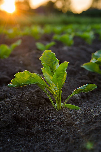 istock Agriculture plant in dark rich soil 178035326