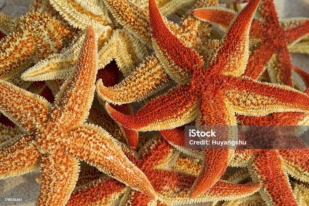sea stars Starfishes in the gift shop Animal Shell Stock Photo