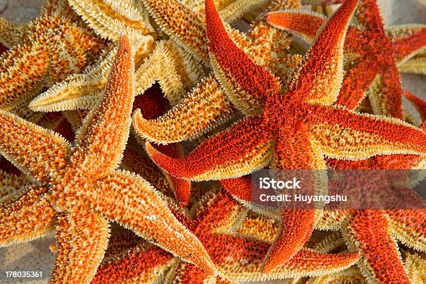 Sea Stars Stock Photo - Download Image Now - Animal Shell, Business, Environmental Damage