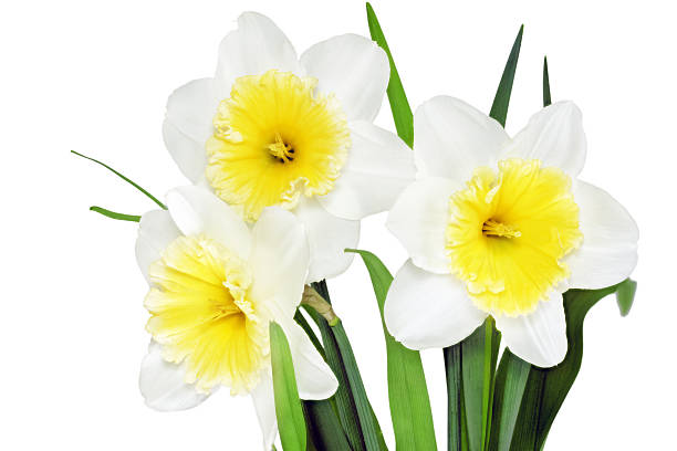 istock Beautiful spring  three flowers : yellow-white narcissus (Daffod 178035639