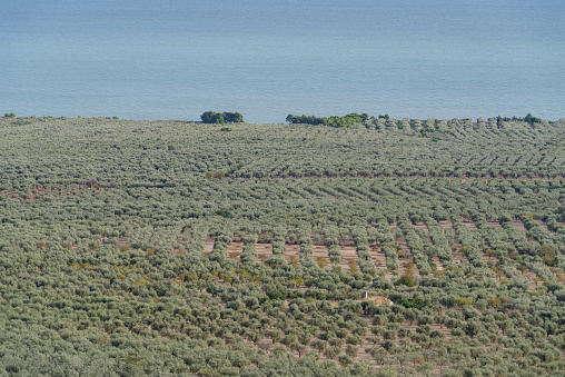 Elevated view of olive trees, Gargano National Park, Apulia, Southern Italy