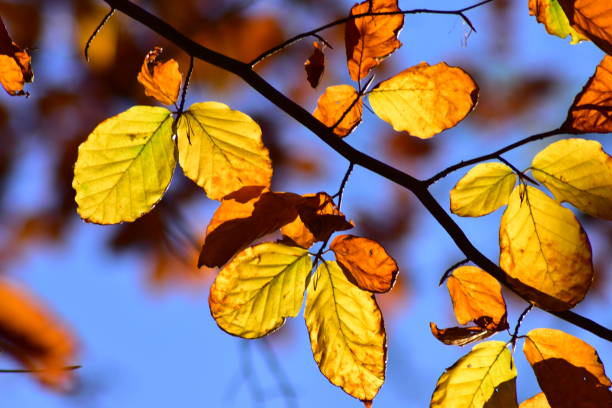 istock Leaves Colors of Autumn 1780359218