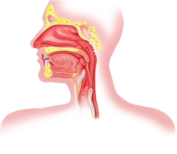 sistemi respiratori umani sezione trasversale, testa parte - pipe organ foto e immagini stock