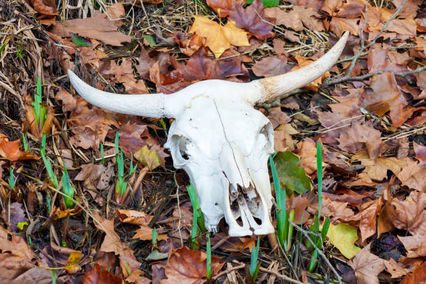 Cow Skull with one horn.