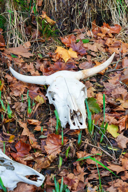 istock Cow skull close up on a autumn leaves and grass 1780362535