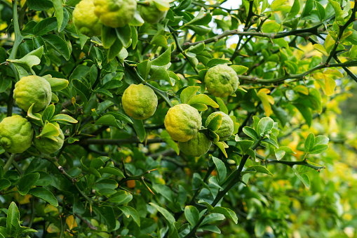 Green fruits of Trifoliate orange tree in garden close up. Citrus trifoliata