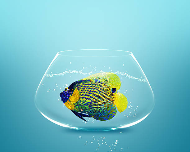 istock angelfish in small bowl 178036425