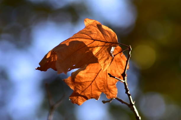 istock Leaves Colors of Autumn 1780368515