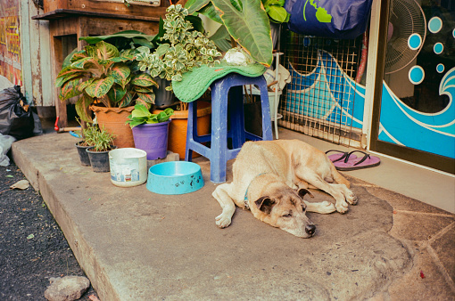 Dog sleeping  near its bowl at  the entrance to typical Bangkok house