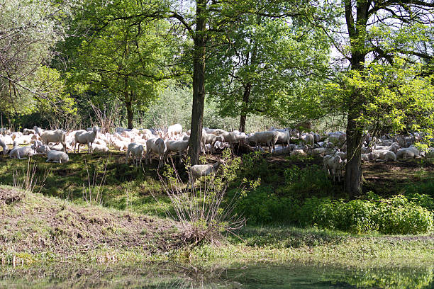 sheeps feasting в воспитател�ьных среды - sheeps through time стоковые фото и изображения
