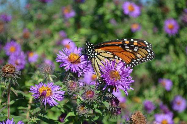 istock Single Monarch Butterfly resting on a Purple Aster Flower 1780369645