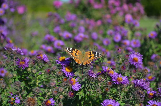 istock Single Painted Lady Butterfly resting on Purple Aster Flowers 1780369665