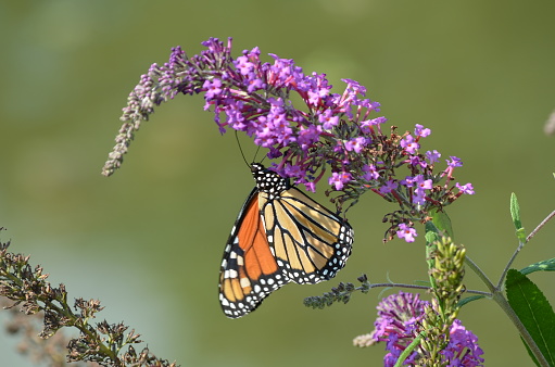 Close up of a Single Monarch Butterfly resting on a purple butterfly bush in Forest Park, St. Louis, MO.