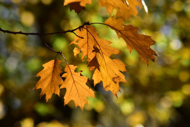 istock Leaves Colors of Autumn 1780370809