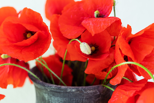 Beautiful bouquet of red poppies in a jug of poppy flower. Close-up. May 8 is the day of remembrance and reconciliation