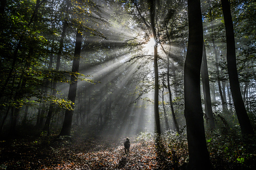 sunbeams through the forest in a foggy morning and the running dog