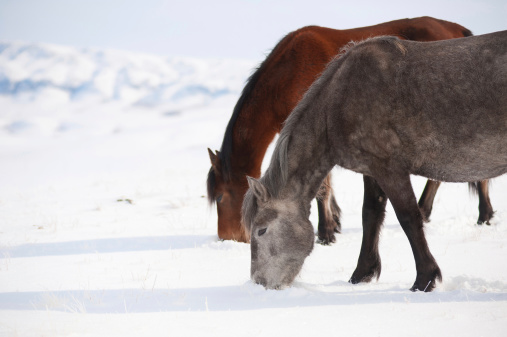 Domestic horses in winter pasture in the mountains