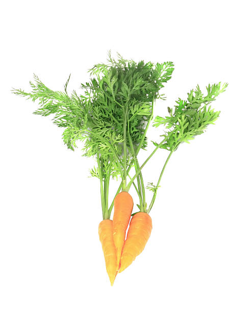 istock Fresh carrot with green branch . Isolated. 178037972