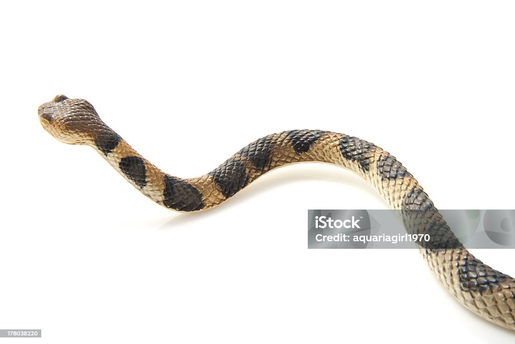 Agachamento snake - Foto de stock de Agressão royalty-free