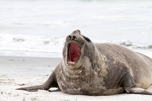 istock Southern elephant seal is crying around 178038356