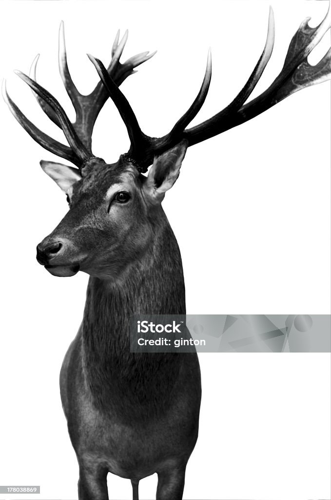 Deer isolated The photograph of an isolated deer preparation. Black And White Stock Photo