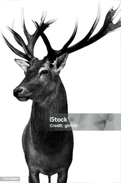 Deer Isolated Stock Photo - Download Image Now - Black And White, Deer, Photography