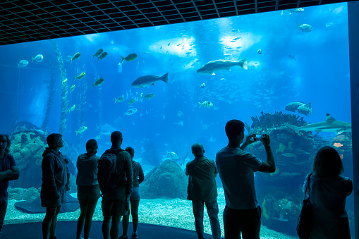 Lisbon, Portugal - October 13, 2023 - Lisbon Oceanarium and people watching marine life in big central aquarium.
